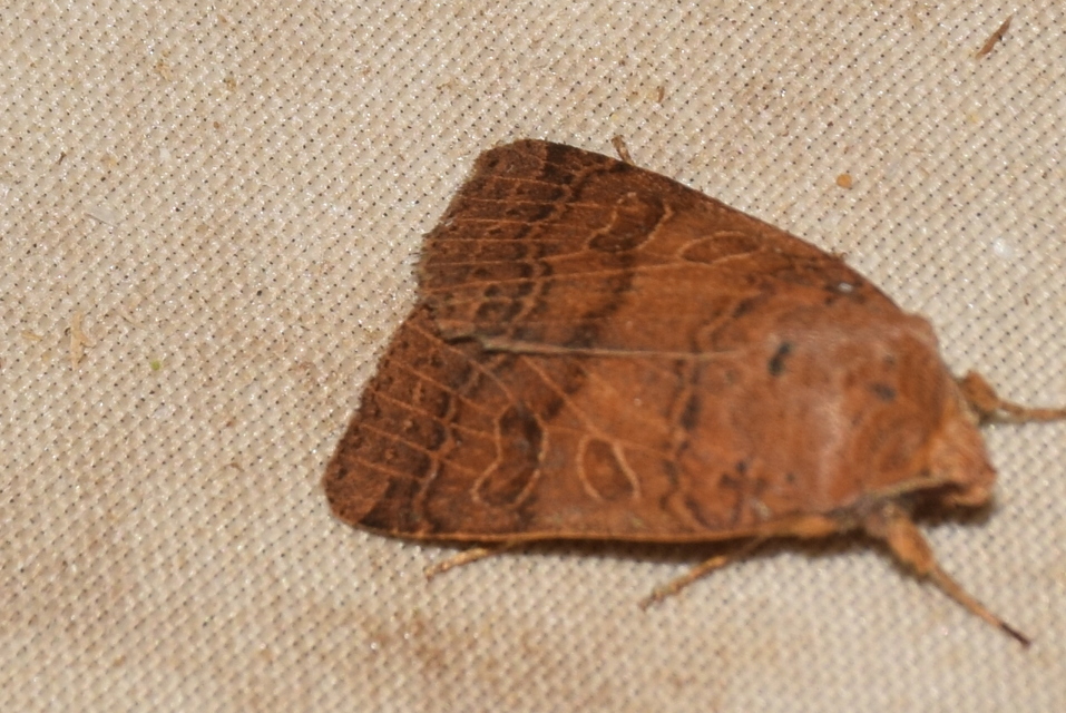 Anchoscelis nitida - rozsdabarna őszibagoly