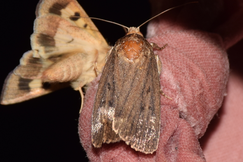 Amphipyra tragopoginis - bakszakállbagoly