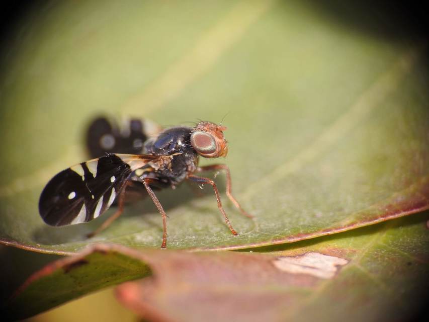 Aciura coryli