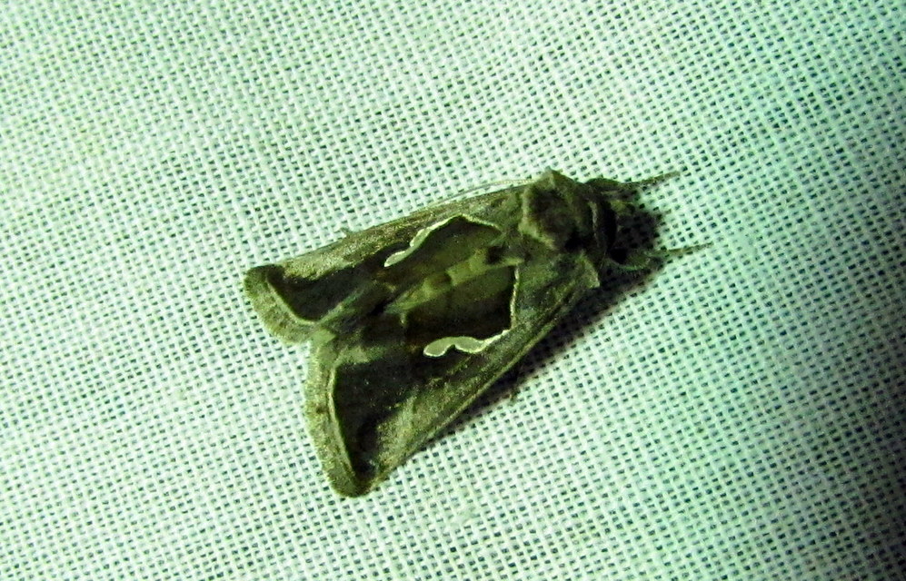 Macdunnoughia confusa - cseppfoltos ezüstbagoly