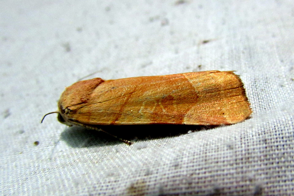 Noctua fimbriata - szélessávú sárgafűbagoly