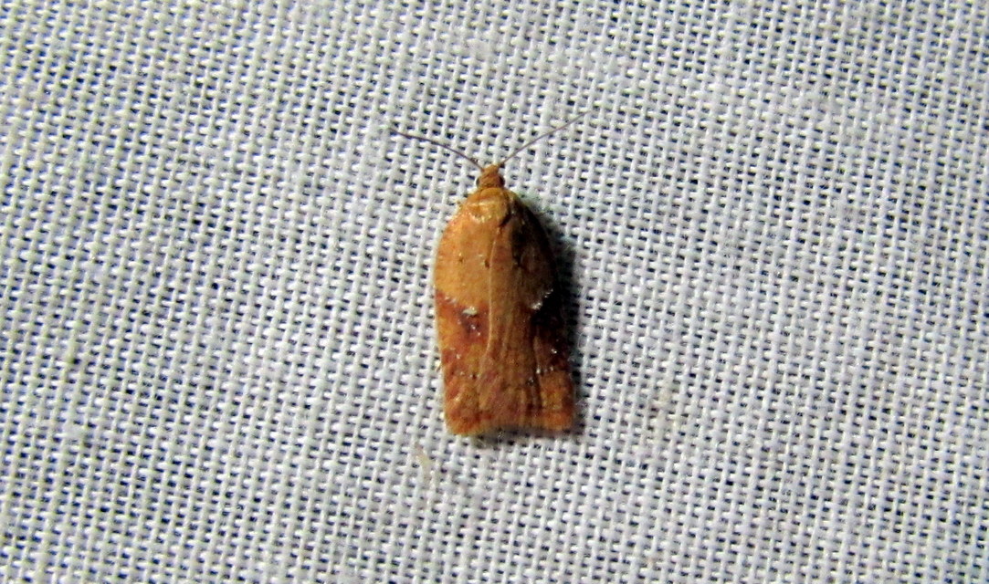 Acleris