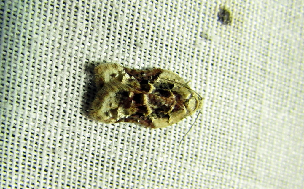 Acleris