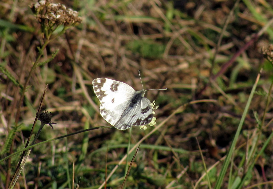 Pontia edusa - rezedalepke