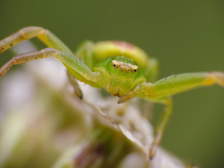Ebrechtella tricuspidata - alakoskodó karolópók