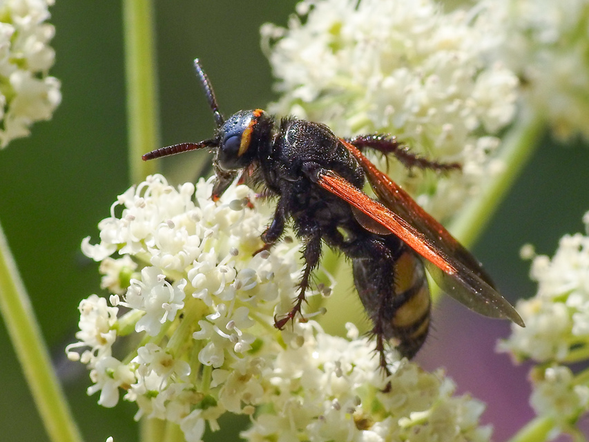 Scolia fusciformis - mediterrán tőrösdarázs