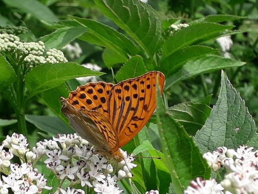 Argynnis paphia - nagy gyöngyházlepke