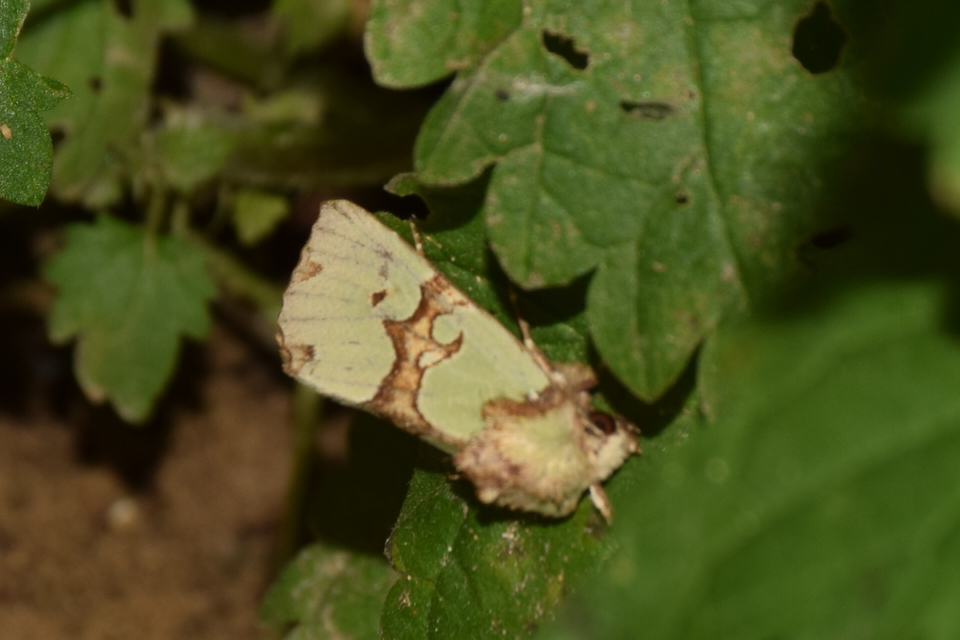 Staurophora celsia - buckabagoly