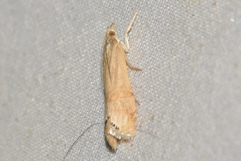 Euchromius ocellea - ezüstcsíkos mozaikmoly