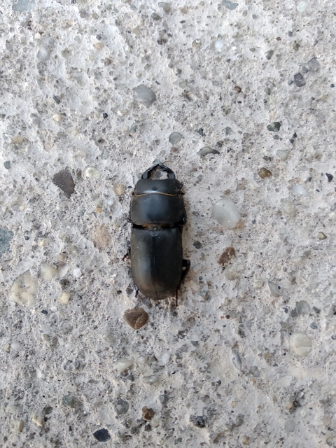 Dorcus parallelipipedus - kis szarvasbogár