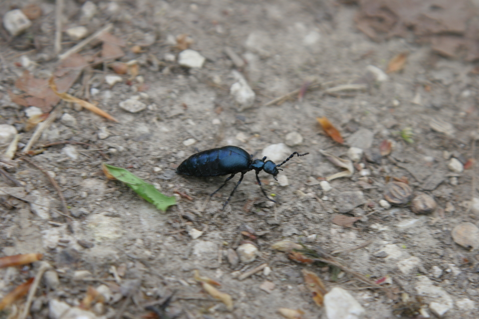 Meloe violaceus - kék nünüke