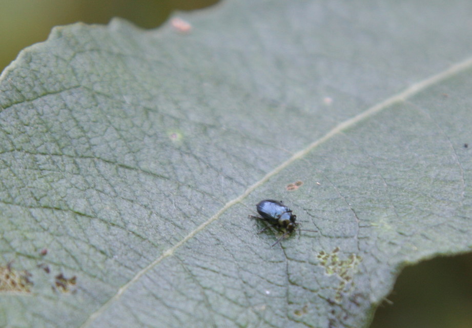 Chrysomelidae - levélbogárfélék