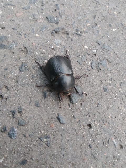 Pentodon idiota - butabogár
