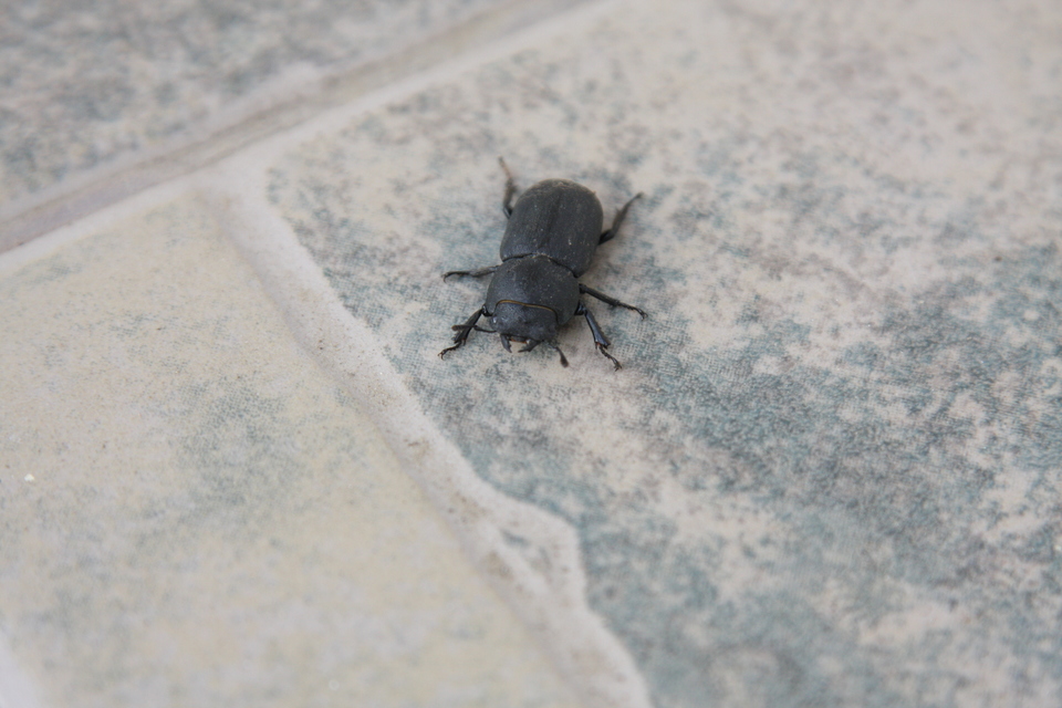 Dorcus parallelipipedus - kis szarvasbogár