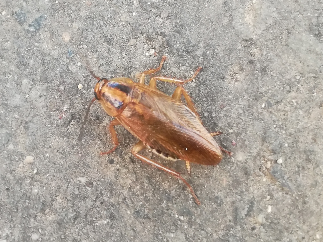 Blattella germanica - német csótány
