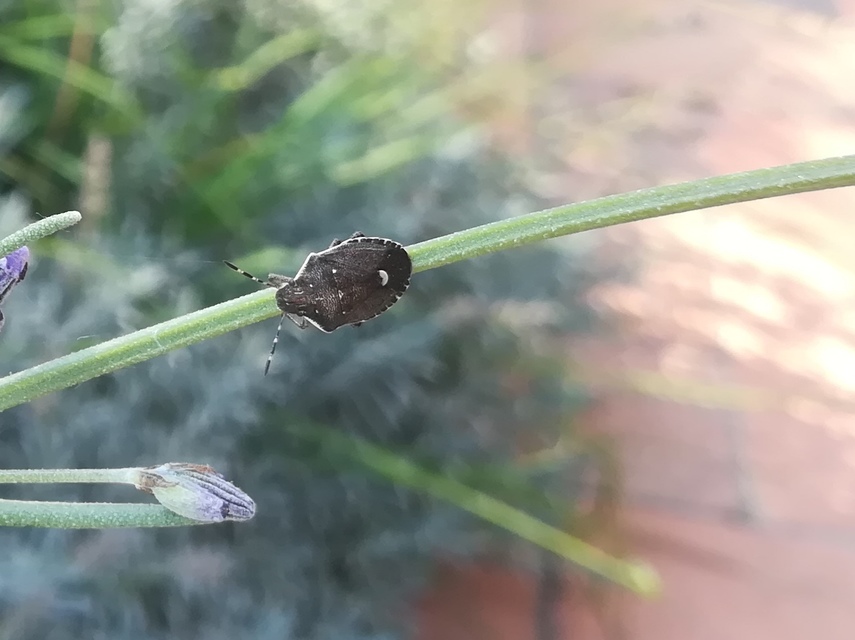 Holcostethus sphacelatus - holdas címerespoloska Holcostethus sphacelatus - holdas címerespoloska
