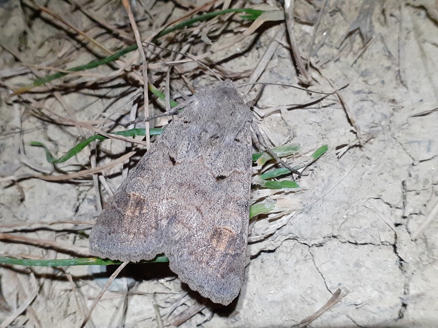 Ammoconia caecimacula - szürke őszibagoly