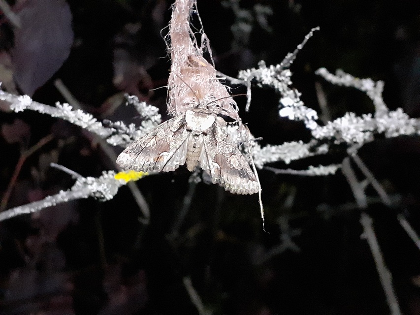 Allophyes oxyacanthae - galagonyabagoly