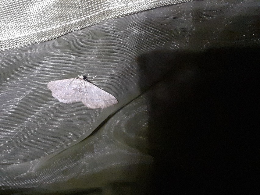 Agriopis bajaria - kökény-téliaraszoló