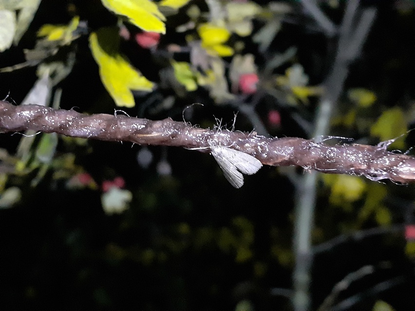 Schrankia costaestrigalis - keskenyszárnyú karcsúbagoly