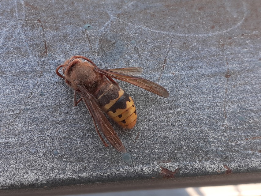 Vespa crabro - lódarázs