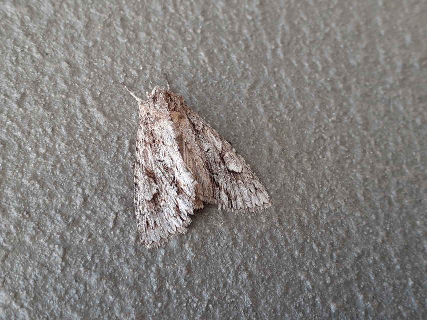 Meganephria bimaculosa - kétfoltos szilbagoly