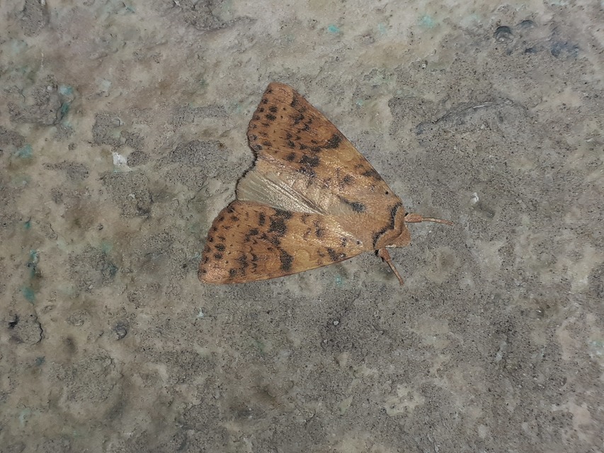 Cirrhia gilvago - foltos sárgabagoly