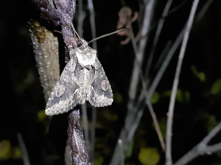 Allophyes oxyacanthae - galagonyabagoly