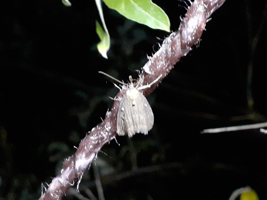 Hypena rostralis - közönséges karcsúbagoly