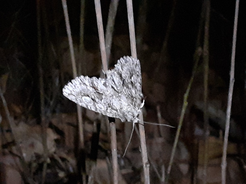 Meganephria bimaculosa - kétfoltos szilbagoly