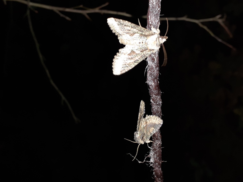 Allophyes oxyacanthae - galagonyabagoly
