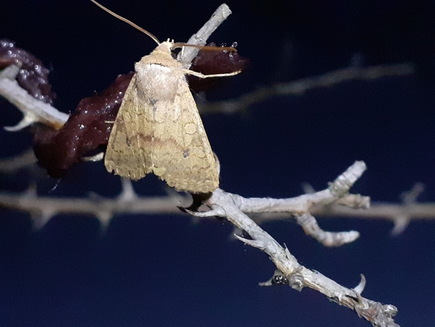 Sunira circellaris - okkersárga őszibagoly Sunira circellaris - okkersárga őszibagoly