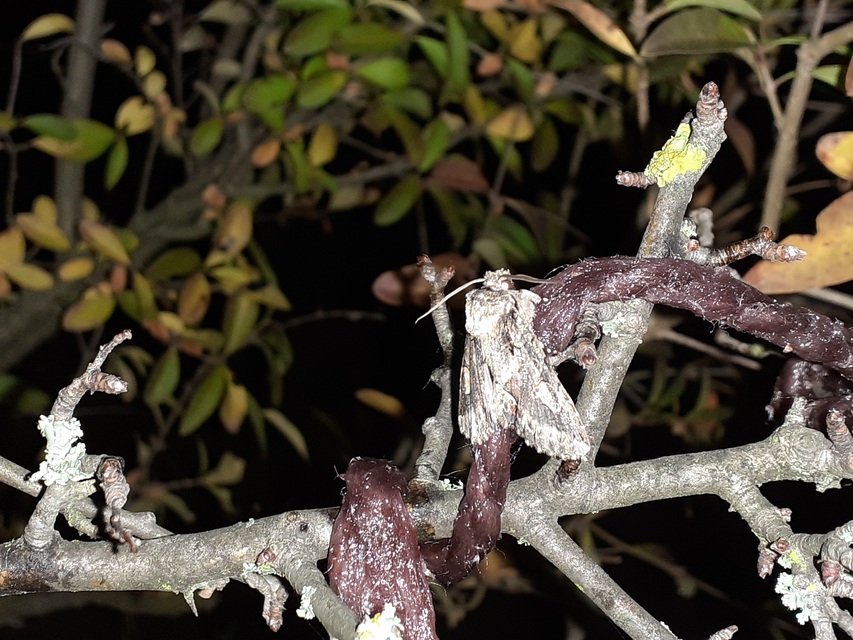 Allophyes oxyacanthae - galagonyabagoly