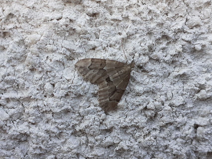 Thera juniperata - boróka-araszoló