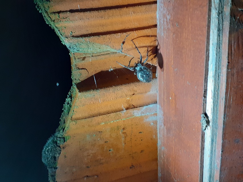Nuctenea umbratica - közönséges rés-keresztespók