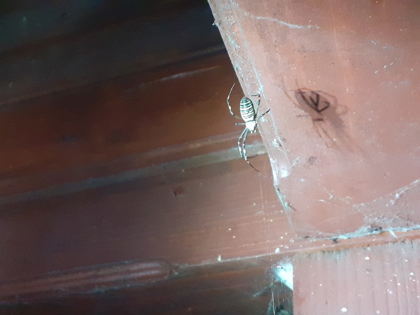 Argiope bruennichi - darázspók