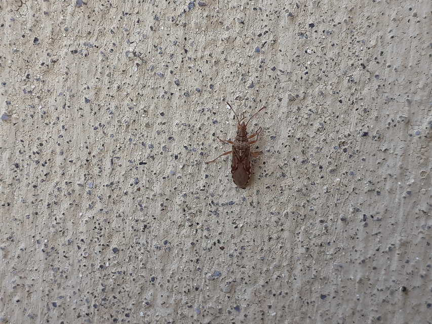 Belonochilus numenius - amerikai platánbodobács