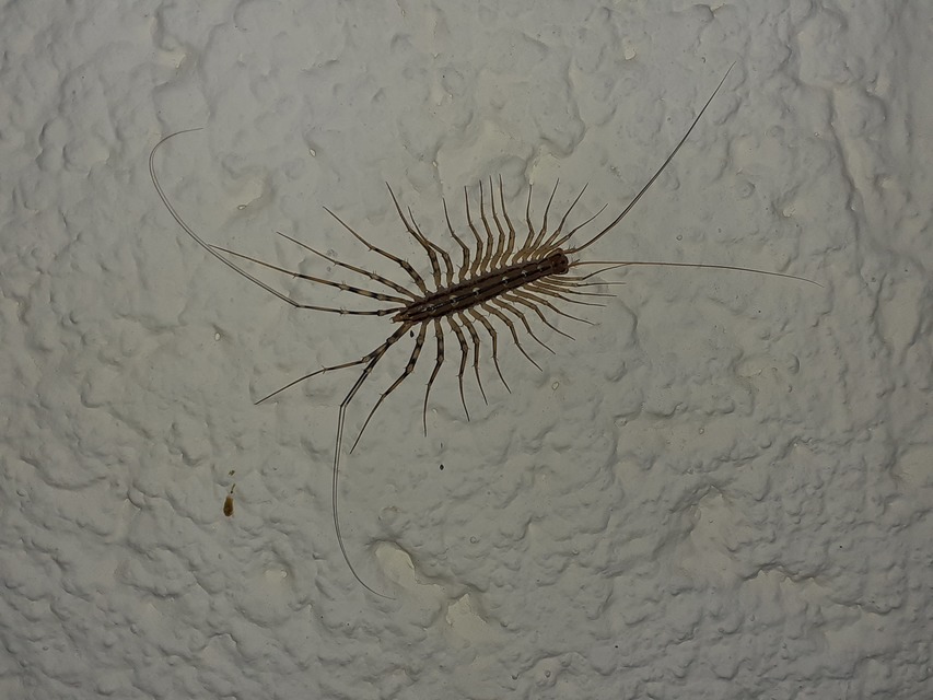Scutigera coleoptrata - légyölő pókszázlábú