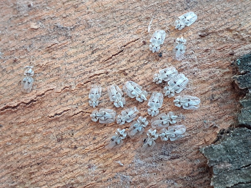 Corythucha ciliata - platán-csipkéspoloska