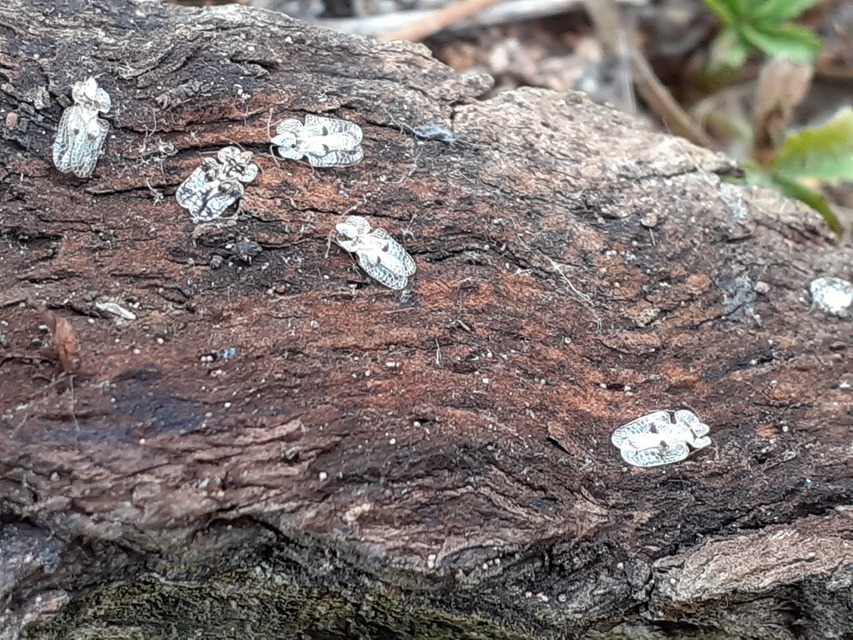 Corythucha