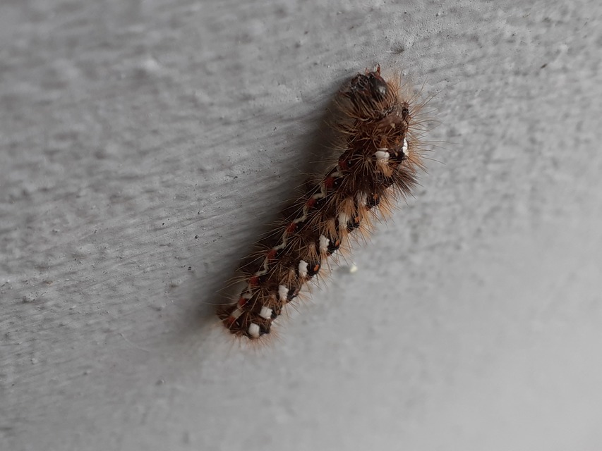 Acronicta rumicis - sóska-szigonyosbagoly