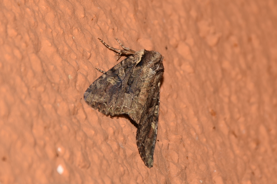 Lacanobia thalassina - borbolya-kertibagoly