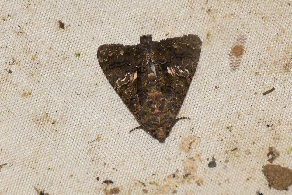 Anophia leucomelas - déli folyófűbagoly