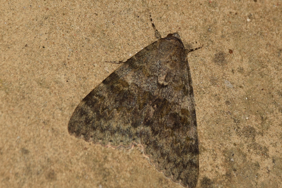 Catocala elocata - közönséges övesbagoly
