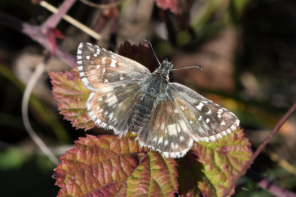 Pyrgus armoricanus - feles busalepke