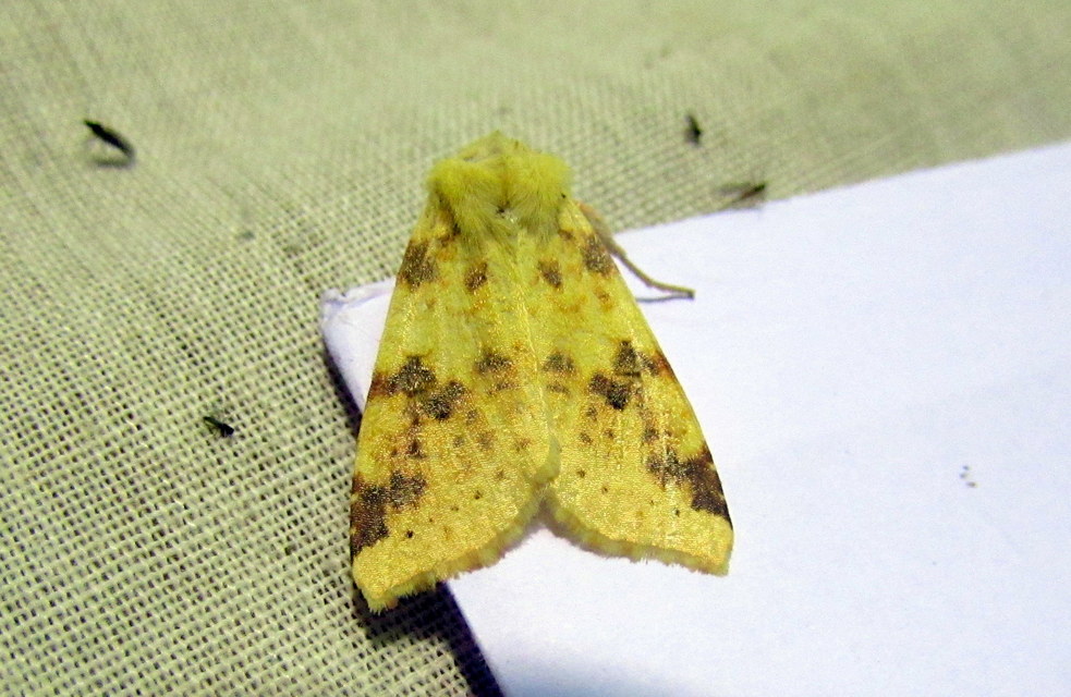 Cirrhia icteritia - nyárfa-sárgabagoly