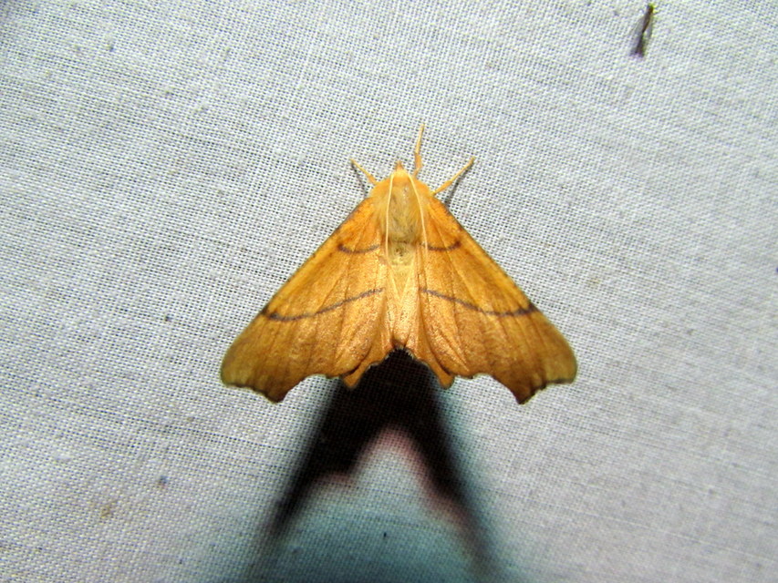Ennomos erosaria - hársfa-levélaraszoló