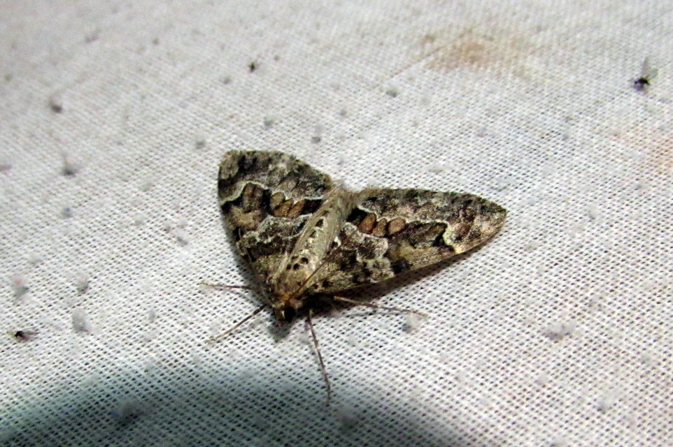 Thera variata/britannica