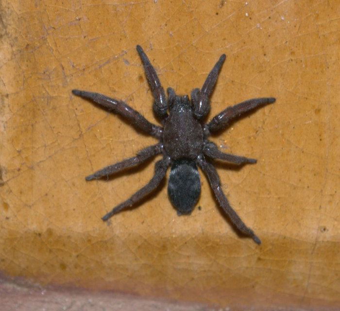 Scotophaeus