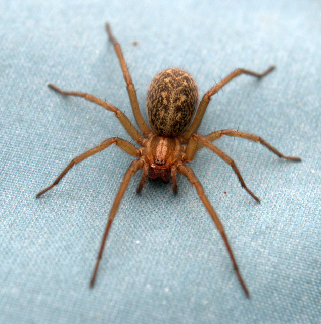 Eratigena agrestis réti zugpók